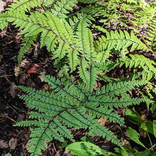 タニイヌワラビ（谷犬蕨） (Athyrium otophorum)-i