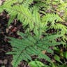 タニイヌワラビ（谷犬蕨） (Athyrium otophorum)-i