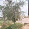 Jandi (Prosopis cineraria)-i