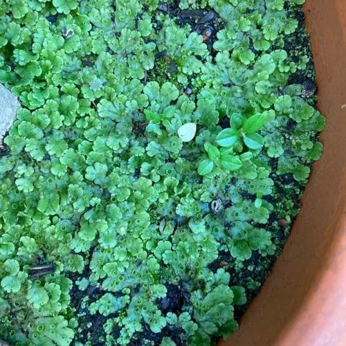 ニシノオオアカウキクサ (Azolla filiculoides)-i