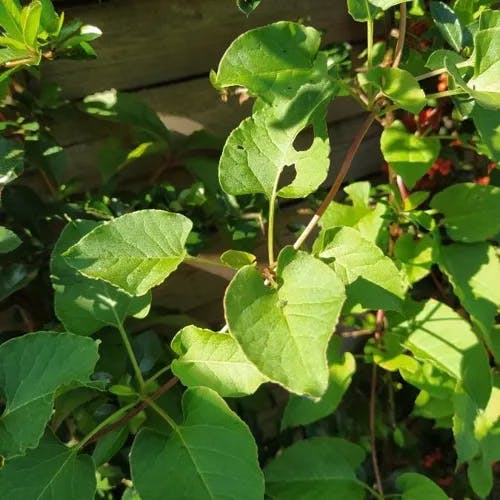 ナツユキカズラ（夏雪蔓） (Fallopia baldschuanica)-i