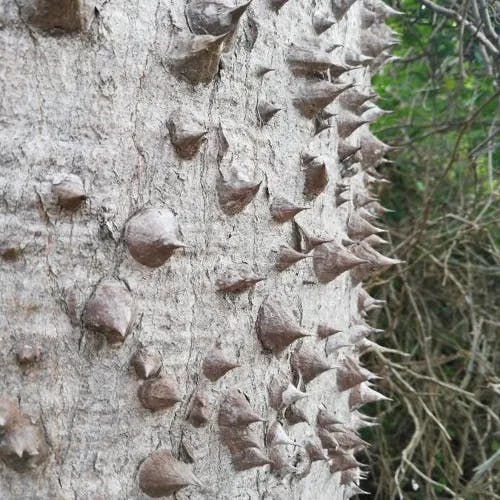 Pochote (Ceiba aesculifolia)-i