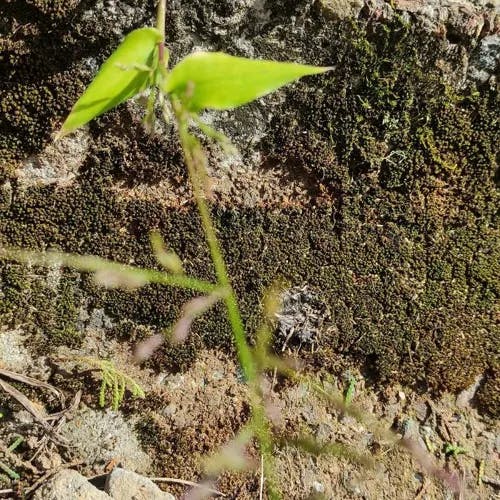 チヂミザサ（縮笹） (Oplismenus undulatifolius)-i