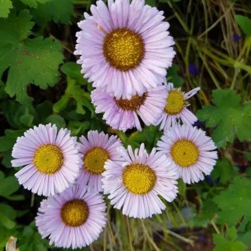 Aspen daisy (Erigeron speciosus)-i