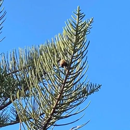 ノーフォークマツ（ノーフォーク松） (Araucaria heterophylla)-i