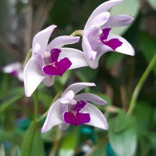 Pink rock orchid (Dendrobium kingianum)-i