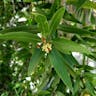 California-laurel (Umbellularia californica)-i