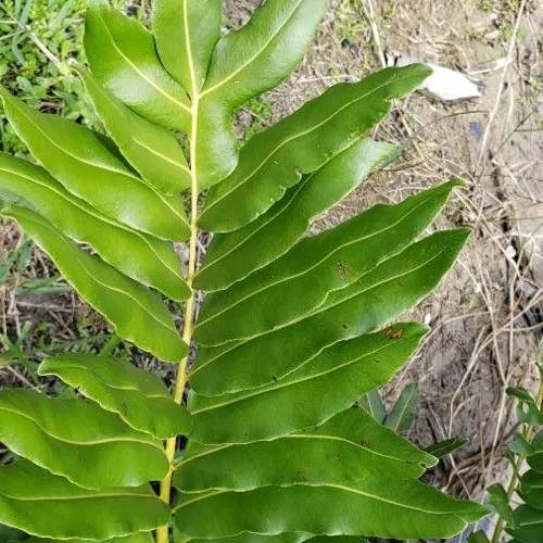 Golden leather fern (Acrostichum aureum)-i