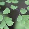 Delta maidenhair fern (Adiantum raddianum)-i