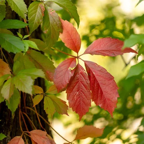 アメリカヅタ（アメリカ蔦） (Parthenocissus inserta)-i