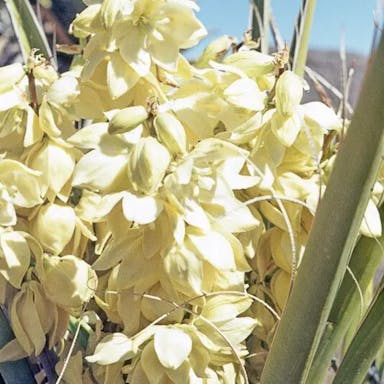 Mohave yucca