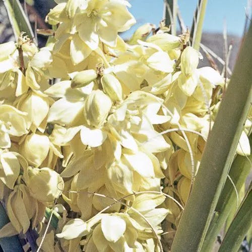 Mohave yucca (Yucca schidigera)-i