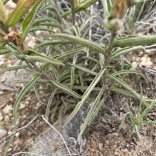 Scarlet paintbrush (Castilleja miniata)-i