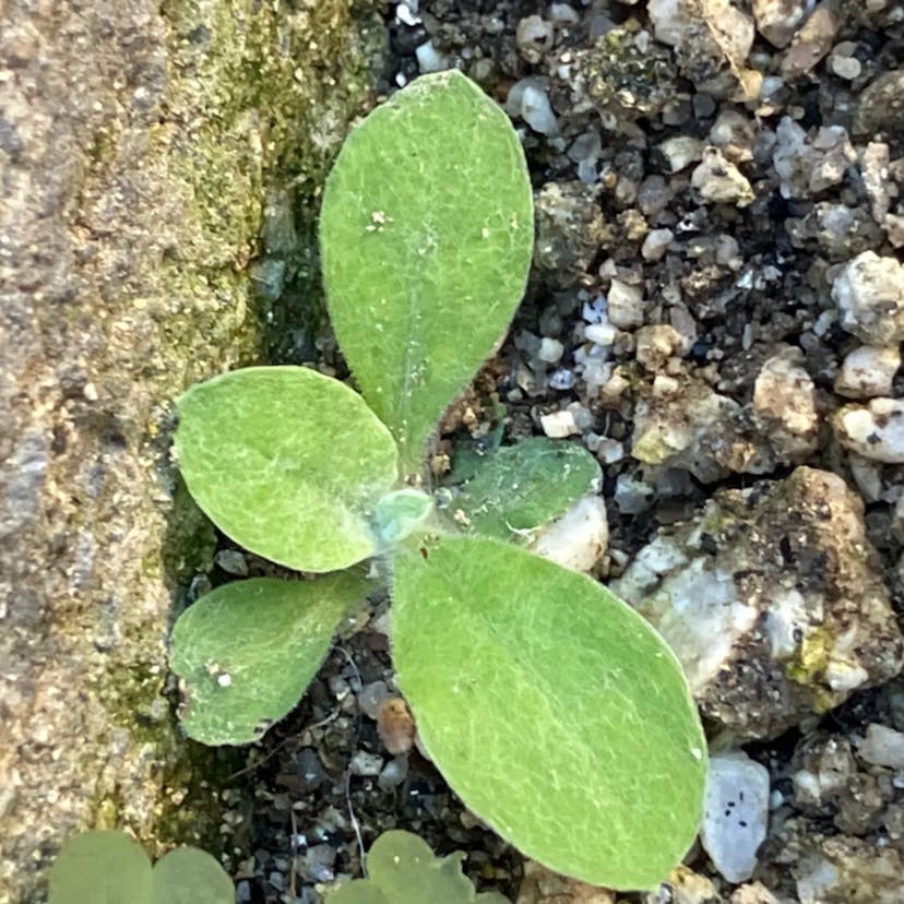 ウスベニチチコグサ（薄紅父子草） (Gamochaeta purpurea)-i