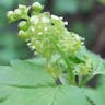 Alpine currant (Ribes alpinum)-i