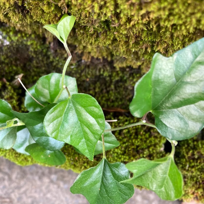 アオツヅラフジ（青葛藤） (Cocculus orbiculatus)-i