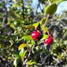 Chilean-guava (Ugni molinae)-i