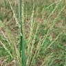 オオクサキビ（大草黍） (Panicum dichotomiflorum)-i