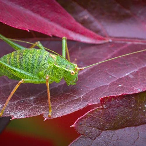 アメリカヅタ（アメリカ蔦） (Parthenocissus inserta)-i