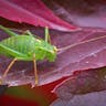 アメリカヅタ（アメリカ蔦） (Parthenocissus inserta)-i