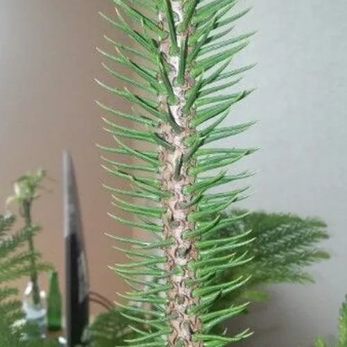 ノーフォークマツ（ノーフォーク松） (Araucaria heterophylla)-i