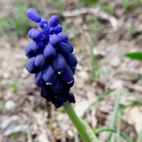 ムスカリ (Muscari neglectum)-i