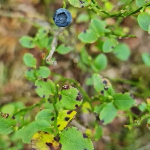 European blueberry (Vaccinium myrtillus)-i