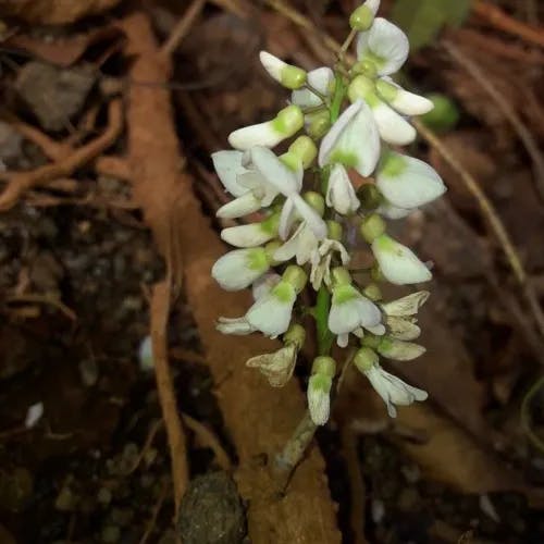 シイノキカズラ（椎の木葛） (Derris trifoliata)-i