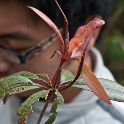 セイシカ（聖紫花） (Rhododendron latoucheae)-i