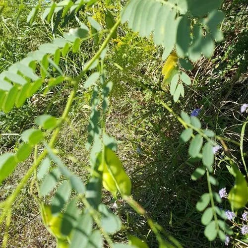 Poison bean (Sesbania drummondii)-i