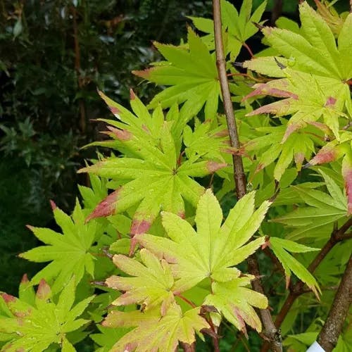 オオイタヤメイゲツ（大板屋名月） (Acer shirasawanum)-i