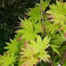 オオイタヤメイゲツ（大板屋名月） (Acer shirasawanum)-i