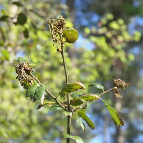 Coast oak (Quercus parvula)-i