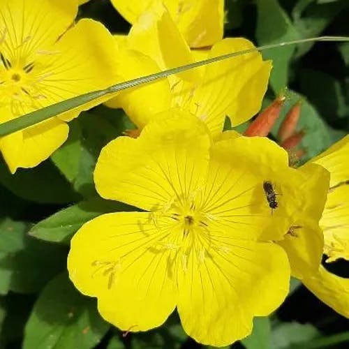 Meadow evening primrose (Oenothera pilosella)-i