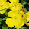 Meadow evening primrose (Oenothera pilosella)-i