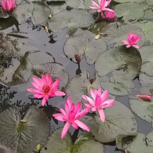 アカバナスイレン（赤花睡蓮） (Nymphaea rubra)-i