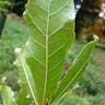 Sand live oak (Quercus geminata)-i