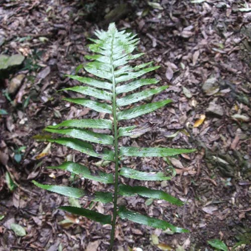 クルマシダ（車羊歯） (Asplenium wrightii)-i