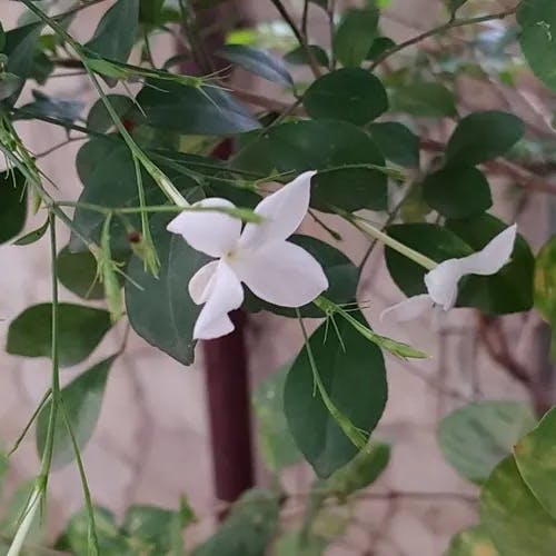 Catalonian jasmine (Jasminum grandiflorum)-i