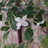 Catalonian jasmine (Jasminum grandiflorum)-i