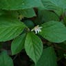 チョウセンゴミシ（朝鮮五味子） (Schisandra chinensis)-i