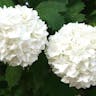 Chinese snowball (Viburnum macrocephalum)-i