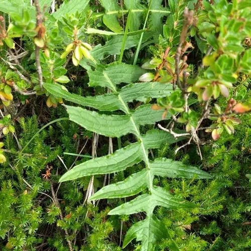 Yellow thistle (Cirsium erisithales)-i