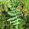 Yellow thistle (Cirsium erisithales)-i