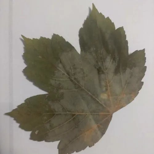 シカモア (Acer pseudoplatanus)-i