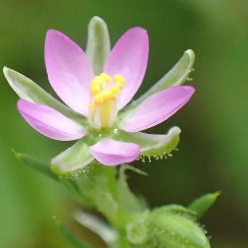 ウスベニツメクサ（薄紅詰草） (Spergularia rubra)-i