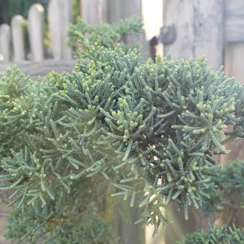 イブキ（伊吹） (Juniperus chinensis)-i