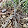 Narrow-leaf bower wattle (Acacia cognata)-i