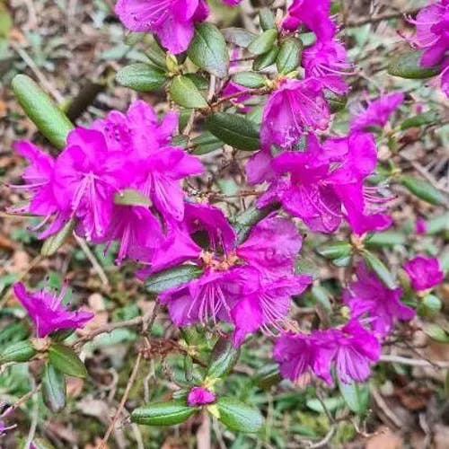 サカイツツジ（堺躑躅） (Rhododendron lapponicum)-i