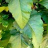 Indian-gum (Silphium perfoliatum)-i